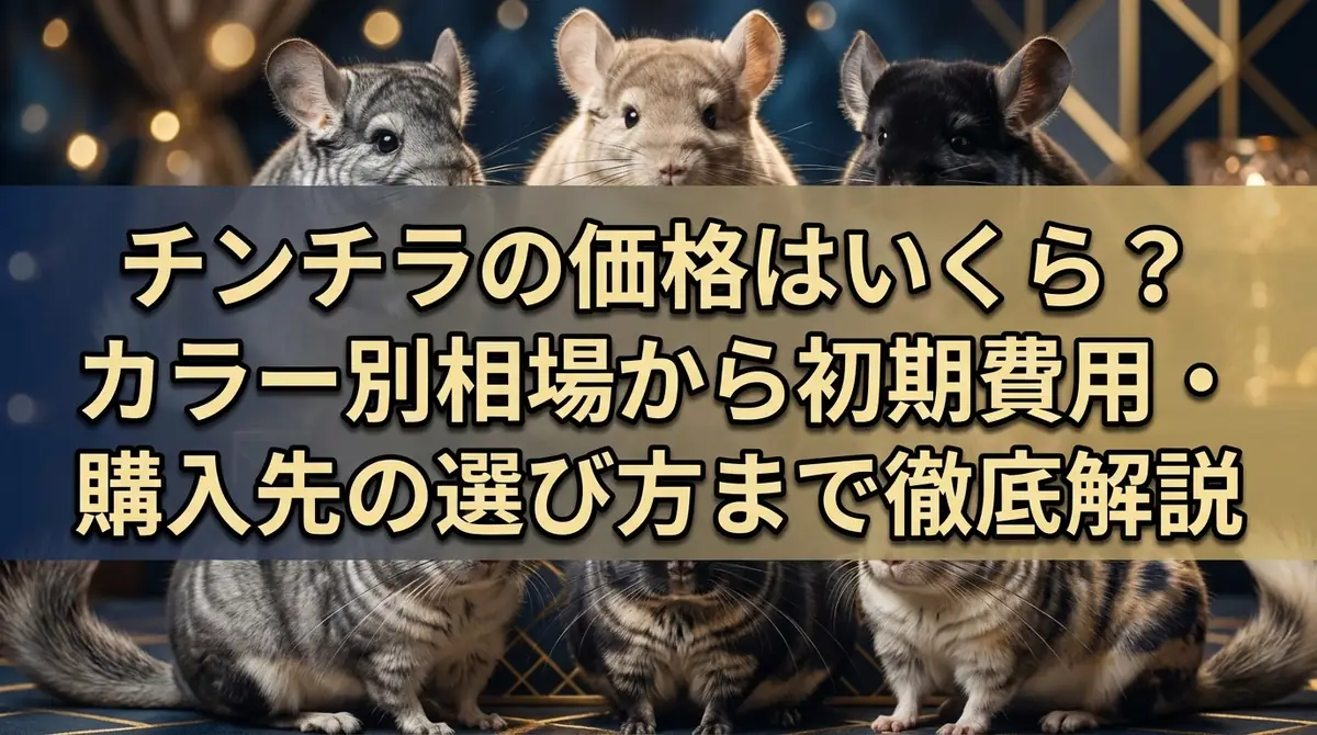 チンチラの価格はいくら？カラー別相場から初期費用・購入先の選び方まで徹底解説
