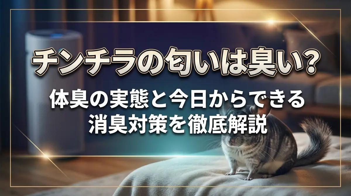 チンチラの匂いは臭い？体臭の実態と今日からできる消臭対策を徹底解説