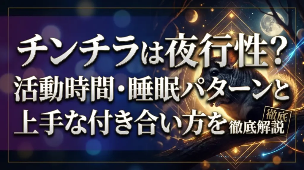 チンチラは夜行性？活動時間・睡眠パターンと上手な付き合い方を徹底解説