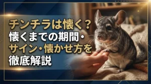 チンチラは懐く？懐くまでの期間・サイン・懐かせ方を徹底解説