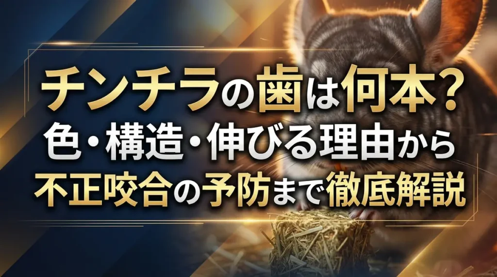 チンチラの歯は何本？色・構造・伸びる理由から不正咬合の予防まで徹底解説