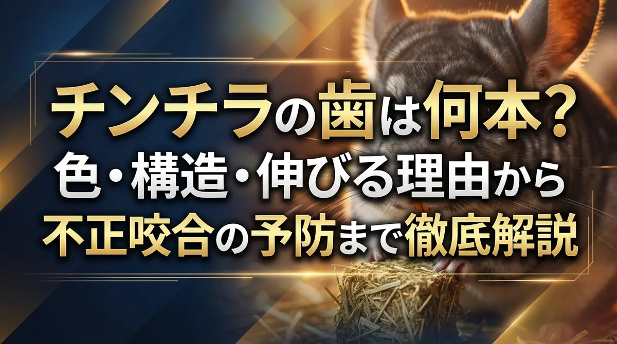 チンチラの歯は何本？色・構造・伸びる理由から不正咬合の予防まで徹底解説