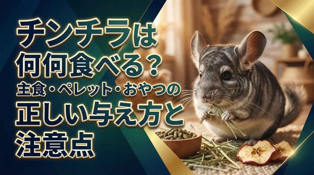 チンチラは何食べる？主食・ペレット・おやつの正しい与え方と注意点