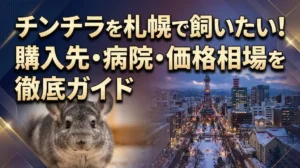 チンチラを札幌で飼いたい！購入先・病院・価格相場を徹底ガイド