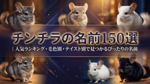 チンチラの名前150選｜人気ランキング・毛色別・テイスト別で見つかるぴったりの名前